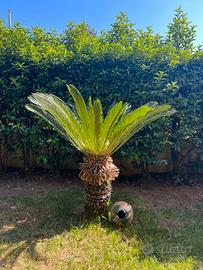 Cycas
