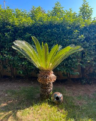Cycas