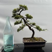 Bonsai ginepro hitoigawa