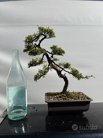 Bonsai ginepro hitoigawa