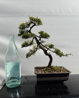 Bonsai ginepro hitoigawa