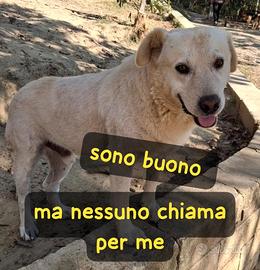 Brando simil labrador 5 anni