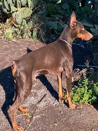 Dobermann