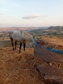Cavallo
