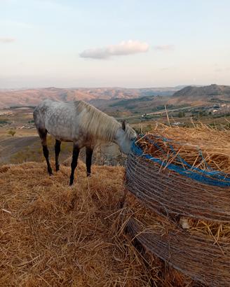 Cavallo