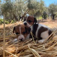 Cuccioli Jack russell