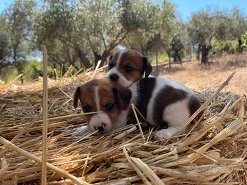 Cuccioli Jack russell