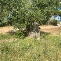 Ulivi secolari - 100/200 anni Palombara Sabina RM