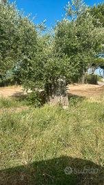Ulivi secolari - 100/200 anni Palombara Sabina RM