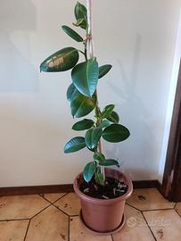 Ficus Elastica in vaso con tutore - h 100cm