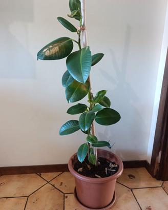 Ficus Elastica in vaso con tutore - h 100cm