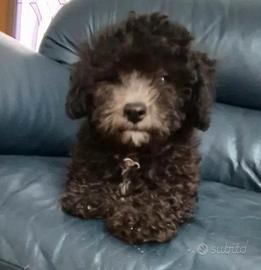 Barboncino silver/argento