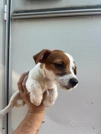 Jackrussel