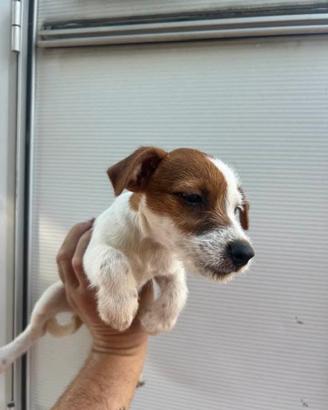 Jackrussel