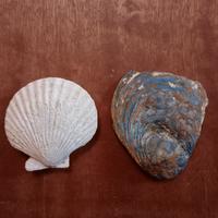 Un Fossile Marino di Capasanta &uno di Gasteropodi
