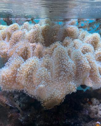 Sarcophyton a polipo bianco
