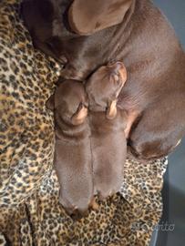 Bassotti nano kaninchen