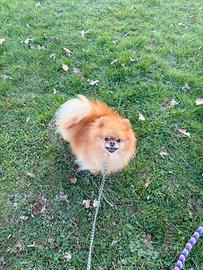 Spitz volpino pomerania Toy ORANGE Pedigree