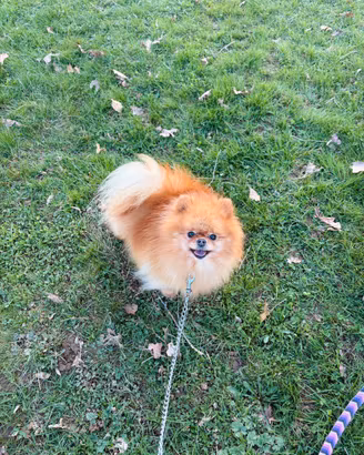 Spitz volpino pomerania Toy ORANGE Pedigree
