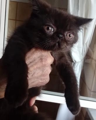 Gatti Persiani exotic shorthair