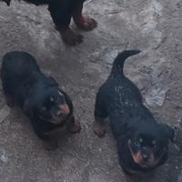 Cucciolo maschio rottwailer