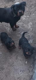 Cucciolo maschio rottwailer