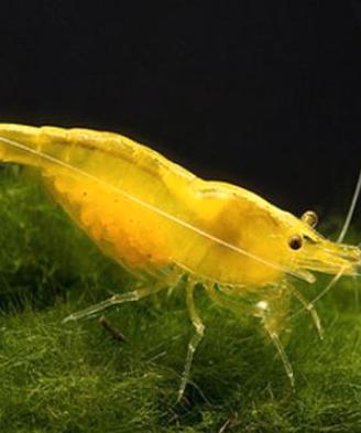 Caridine ampullarie ed altro acquario