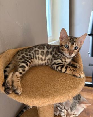 Cuccioli bengala pedegree aperto