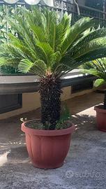 Cycas