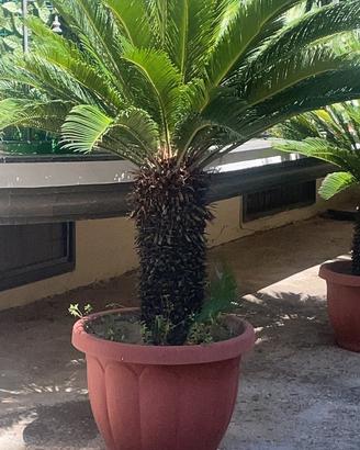 Cycas