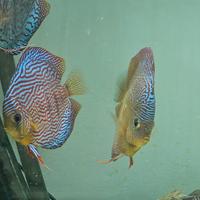 Coppia discus SG
