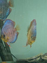 Coppia discus SG