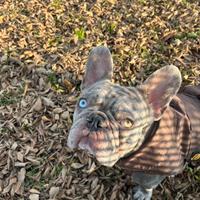 Bulldog francese per monta