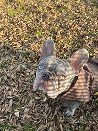 Bulldog francese per monta