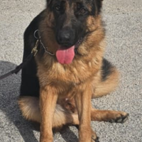 Cucciolona Pastore tedesco