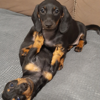 Femmina di bassotto tedesca