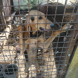 Cane Segugio femmina puro sangue