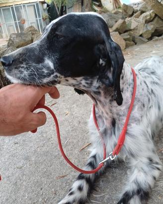 Si cedono Setter inglesi avviati e pronta caccia
