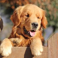 Cucciolo di GOLDEN RETRIEVER