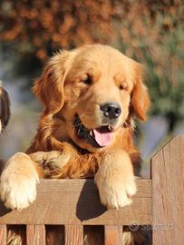 Cucciolo di GOLDEN RETRIEVER