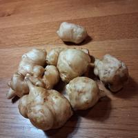 bulbi rizomi di topinambur