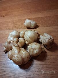 bulbi rizomi di topinambur