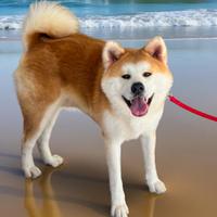Akita inu per accoppiamento