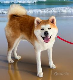 Akita inu per accoppiamento