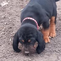 Cuccioli di segugio sverminati e vaccinati