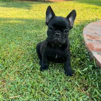 Bulldog francese cucciolo maschio nero bringe
