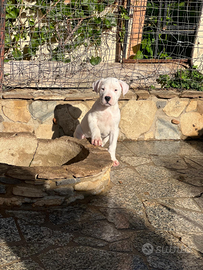 Dogo argentino