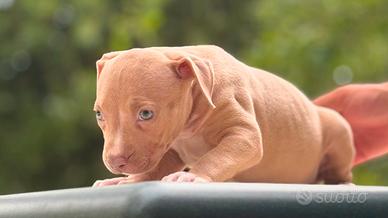 Cuccioli di Pitbull red nose occhi ghiaccio