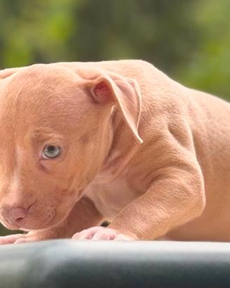 Cuccioli di Pitbull red nose occhi ghiaccio