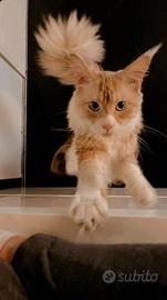 Maine Coon maschio